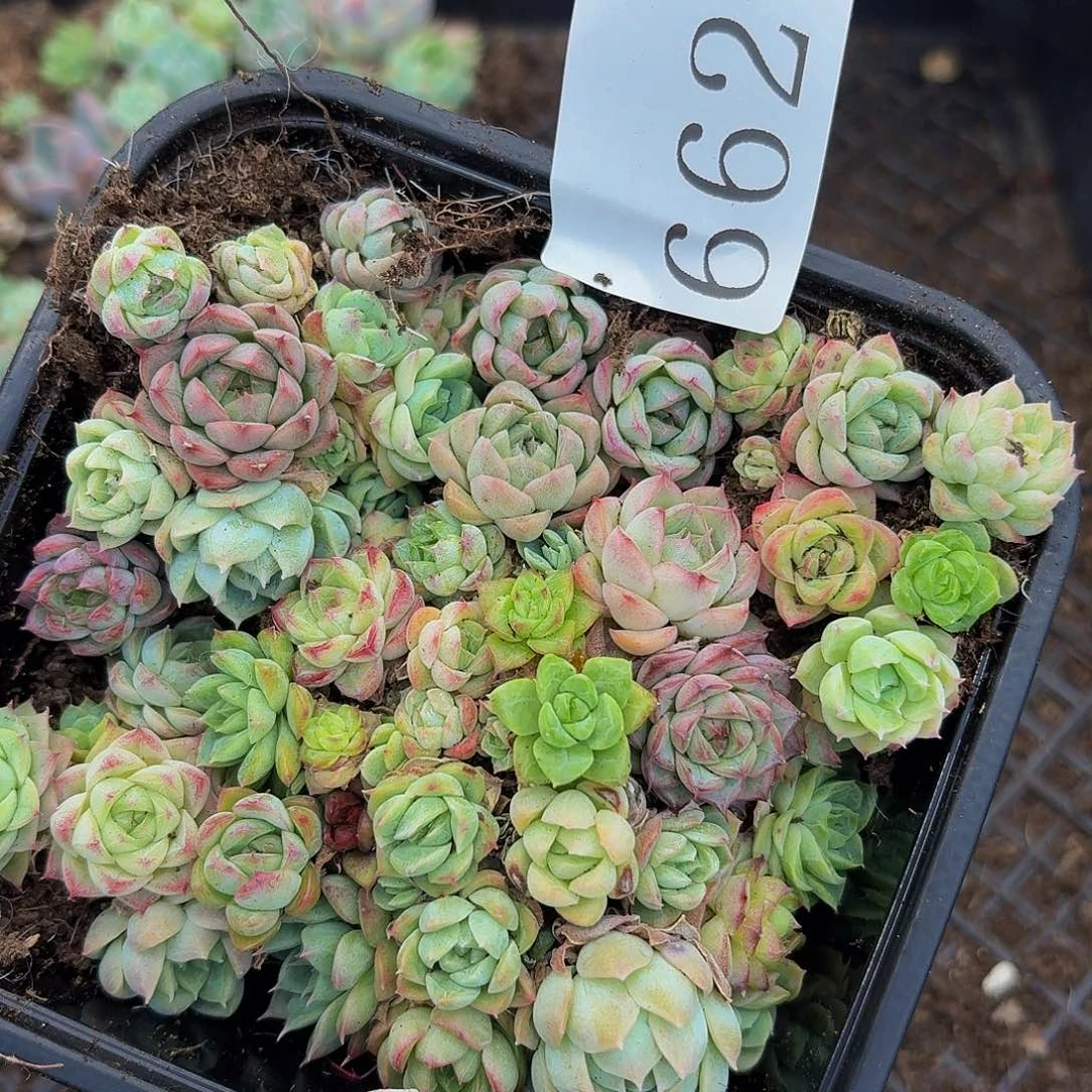 多肉植物多肉植物622