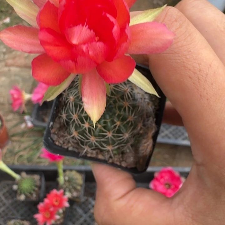 250丽花根掰花脱土发货瘦软伤