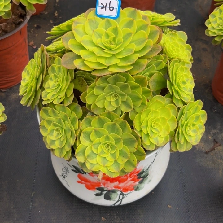 216雨荷多肉法师