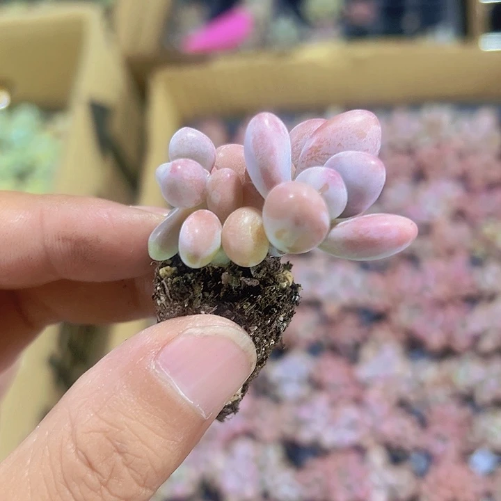 桃蛋精品多肉植物大战