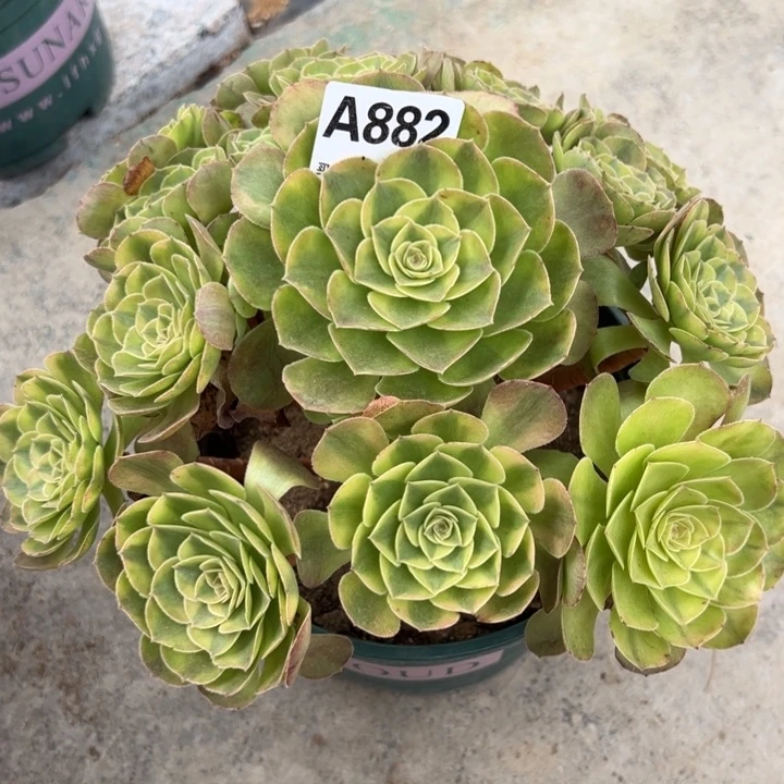 882雨荷22厘米左右半木质