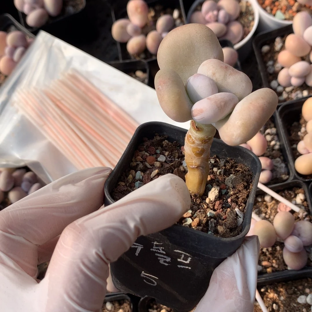 油煎奶酪多肉 油煎奶