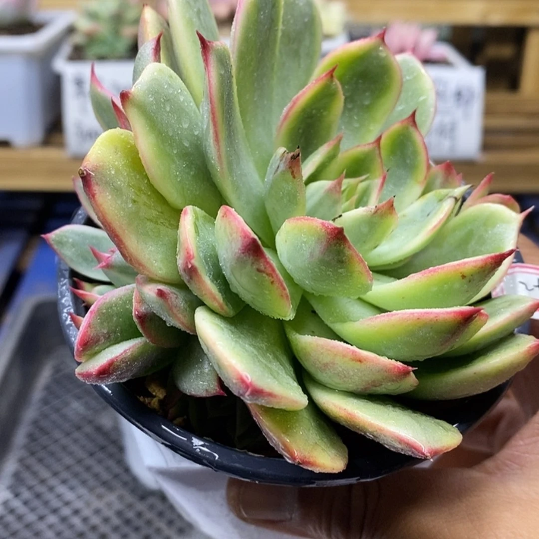 06297 桃花覆轮锦 4 头