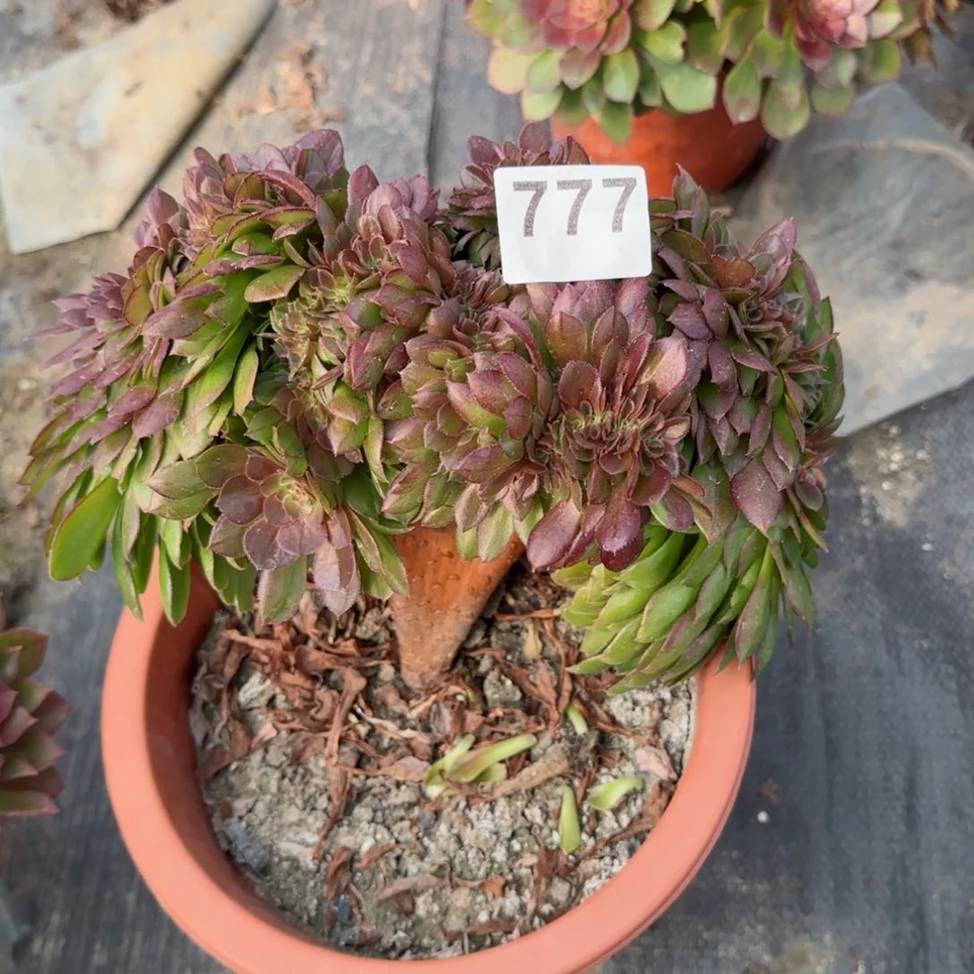 江**约777多肉植物万缀