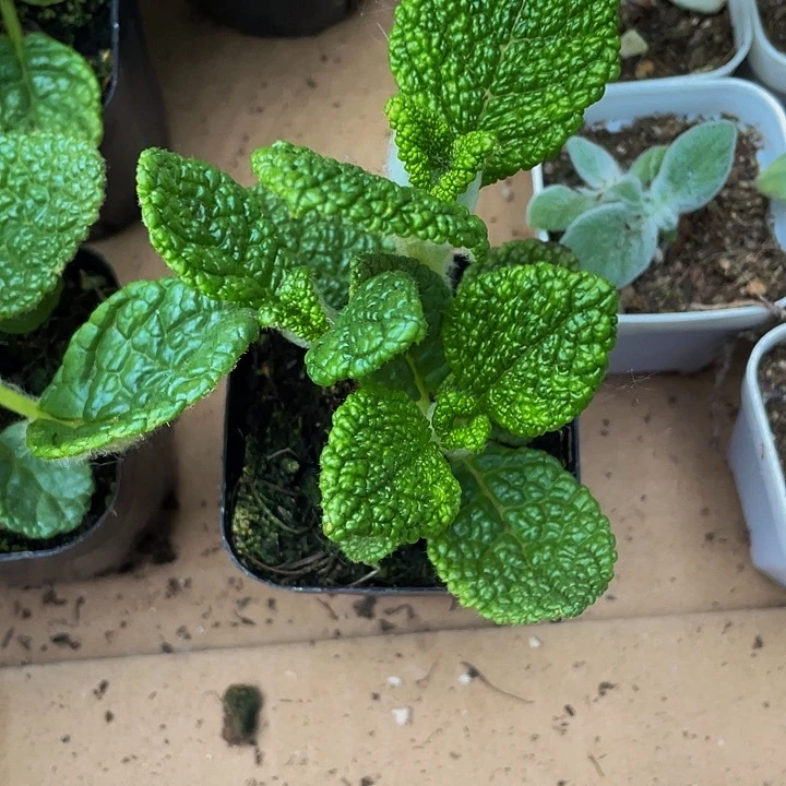 王子断崖王子4.8带盆