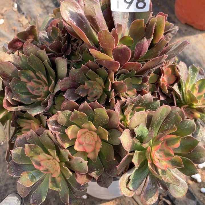 198多肉植物红秀