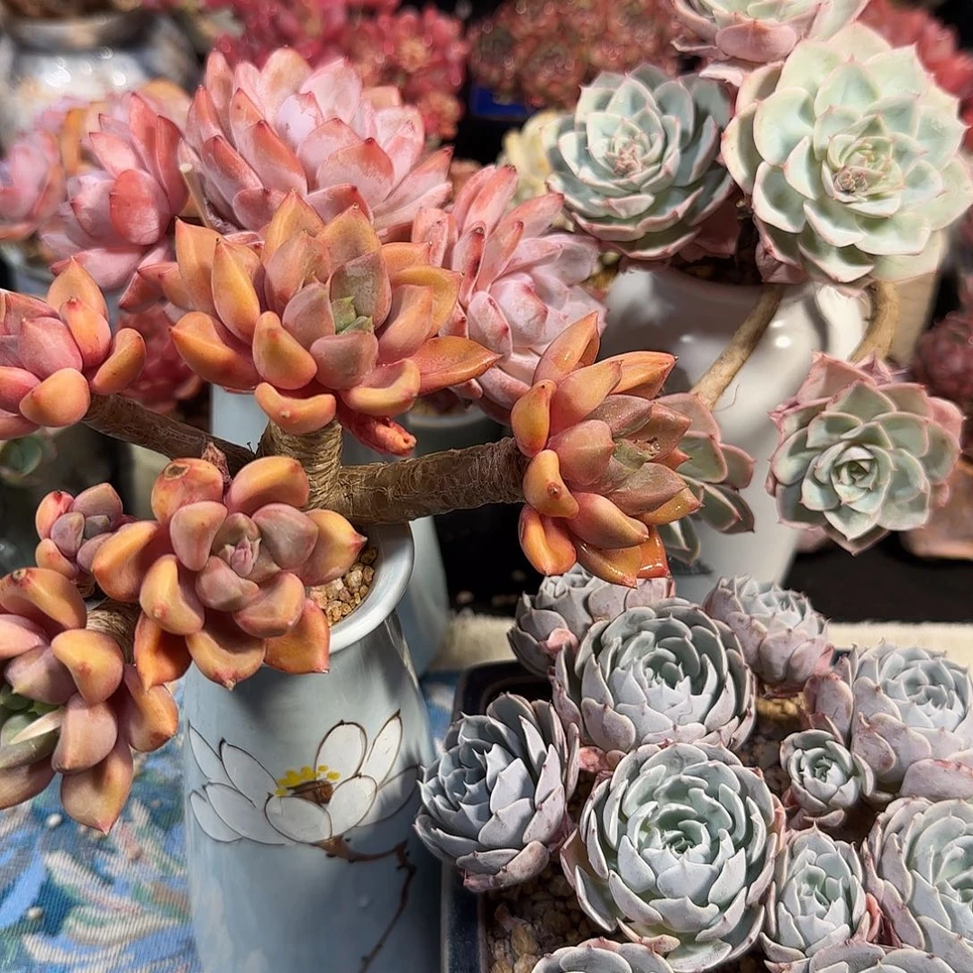 妮**喵四个大肉七个拇指