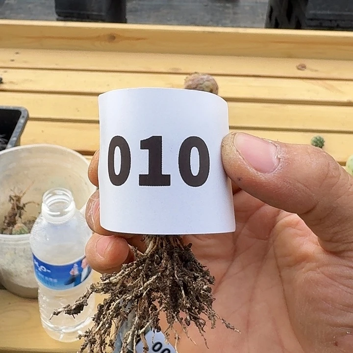 带根白皮洞洞习志野侧芽