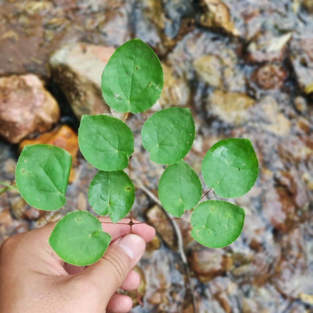 甘肃三支九叶草小圆叶(淫羊藿)
