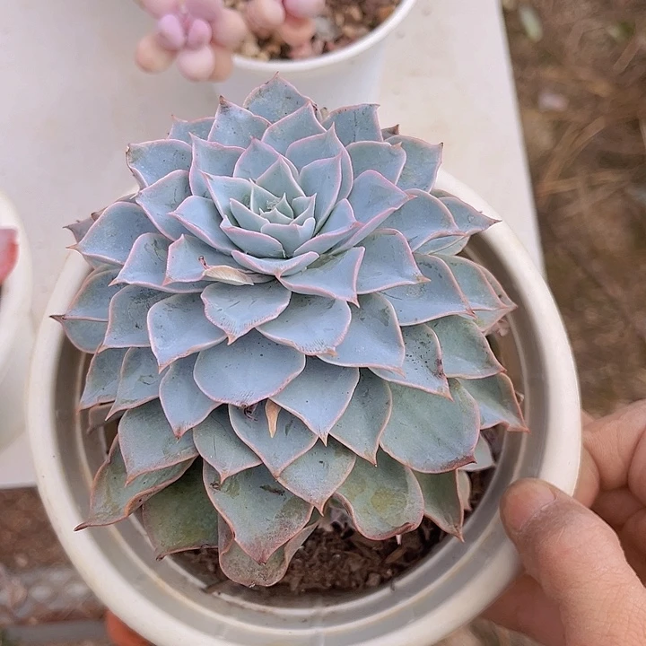 皱叶皮氏24169多肉植物