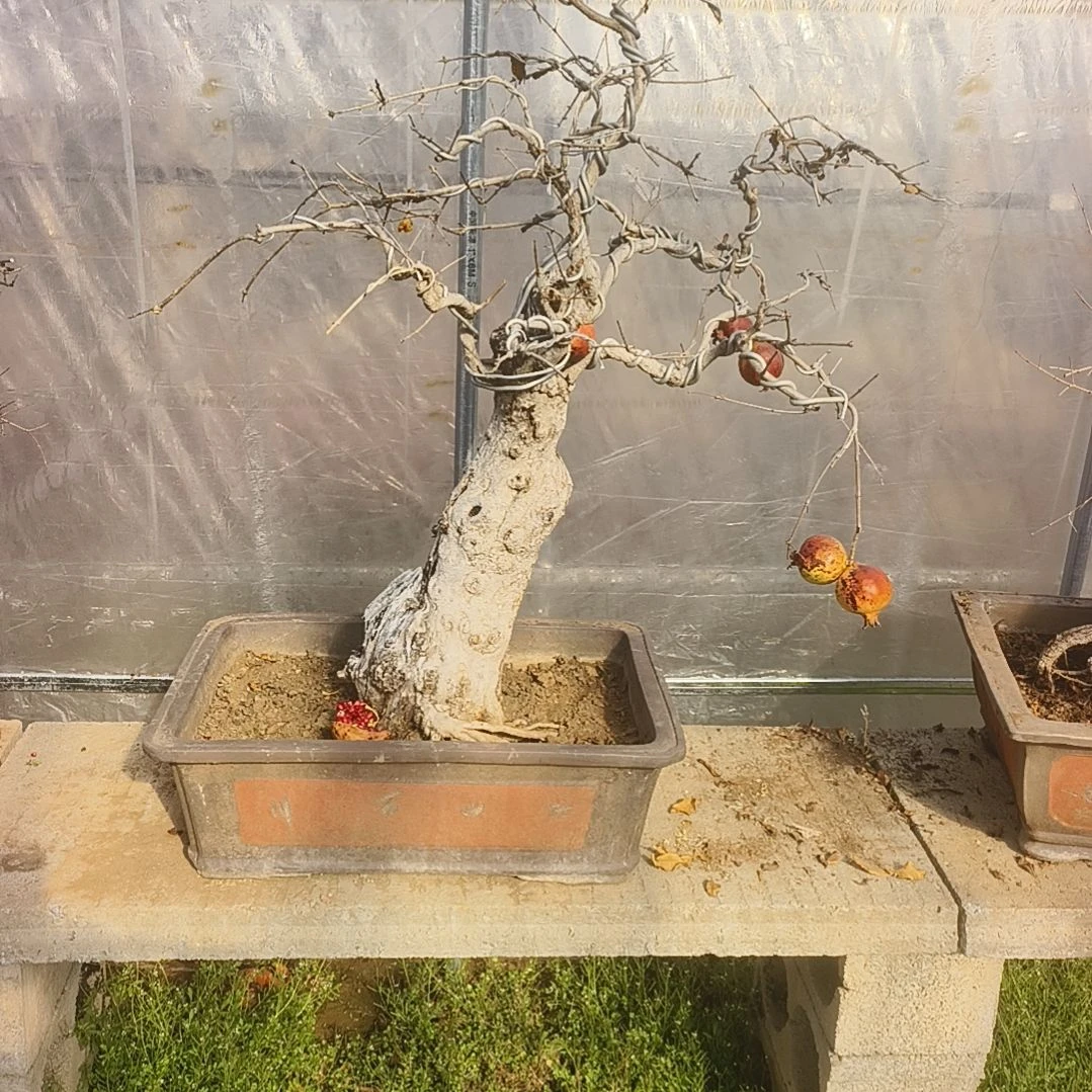 以实际为准大红袍老桩盆景石榴盆景咨询