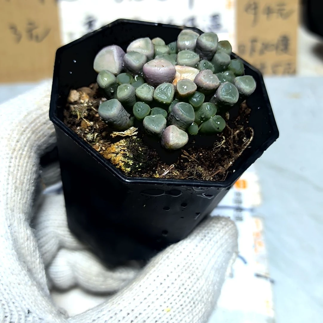 满6元包邮，五十灵域八角盆大颗