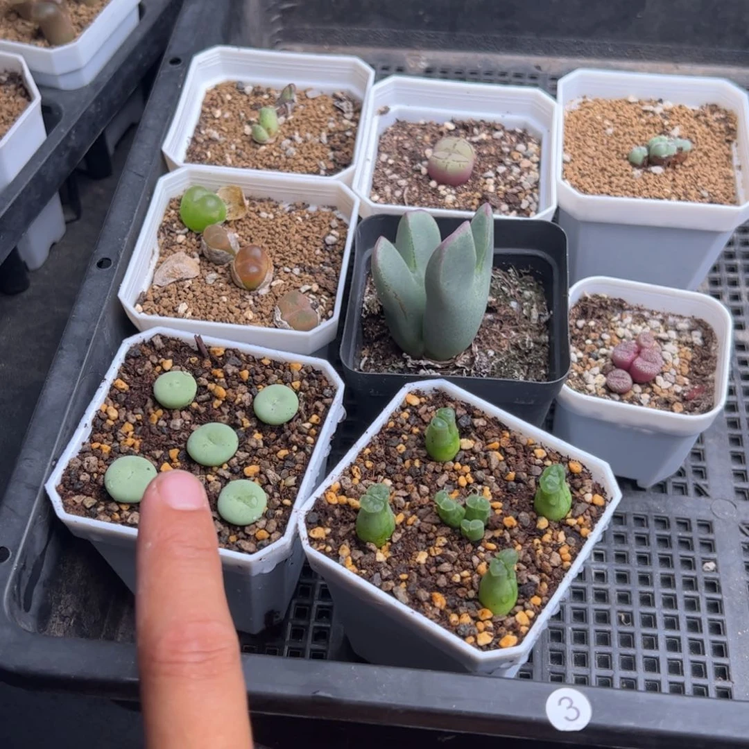 7.28福利多肉植物3