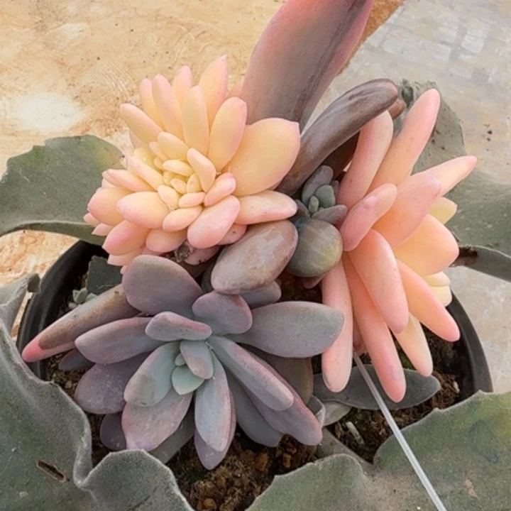 粉兔锦缀化一刻的