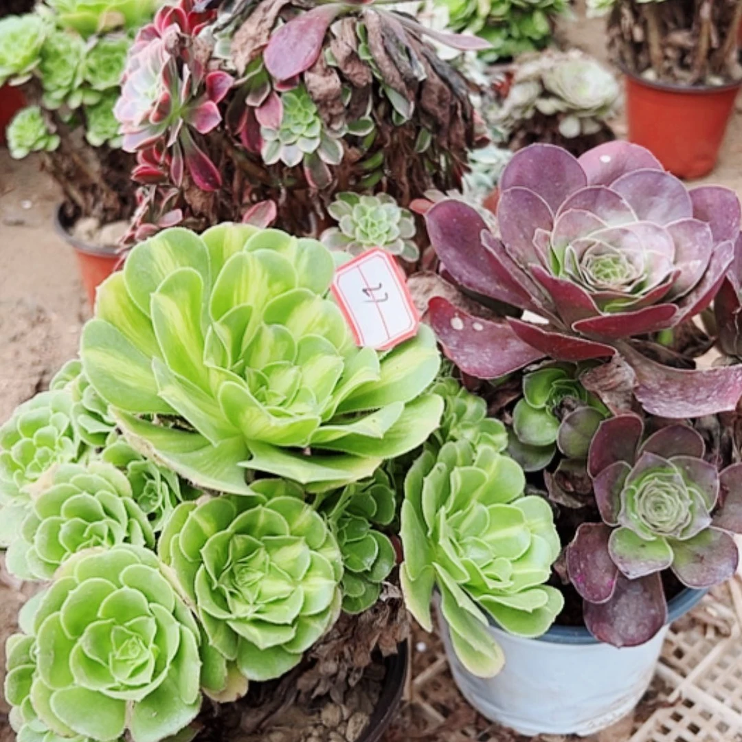 【闪购商品】无花朵星**星27号金丝雀，粉粹琉璃，玫金玫瑰