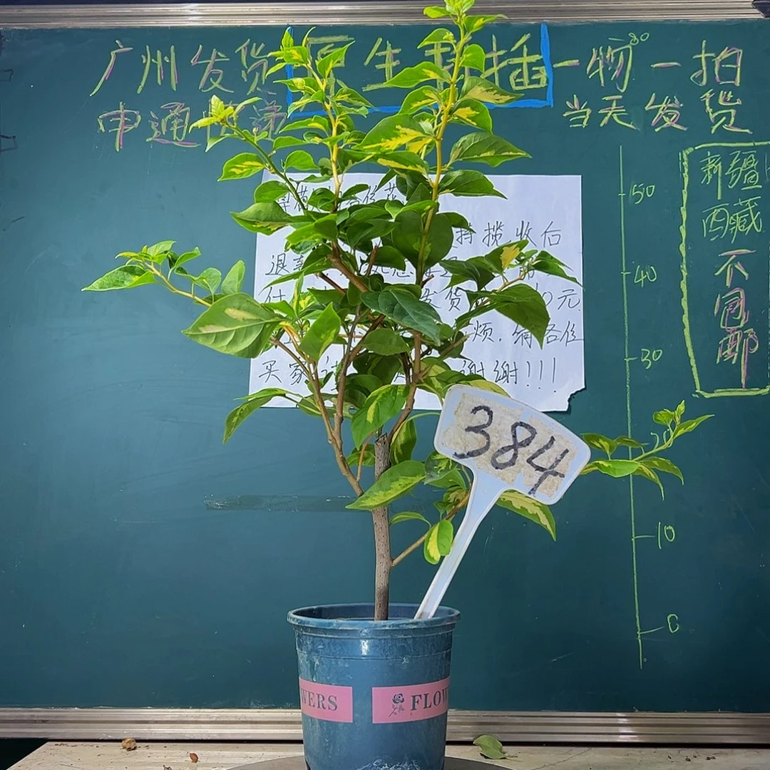当前无花栽培后可以开花 金心橙白  384