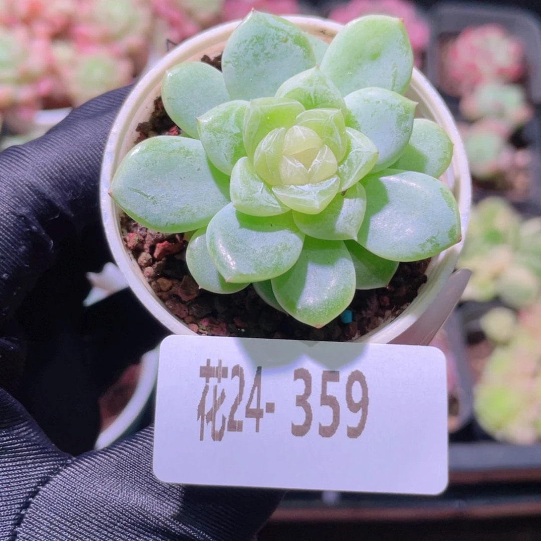 花利美24-359冰蕊