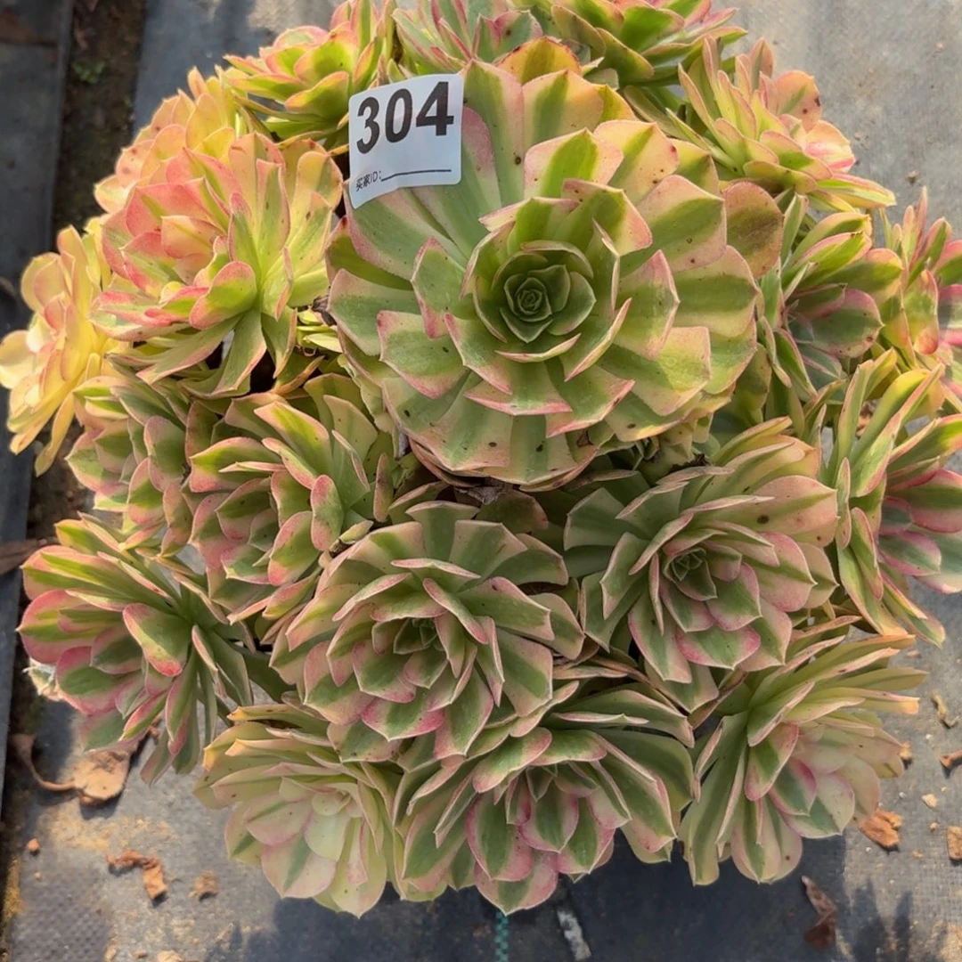 304大雨河多肉植物