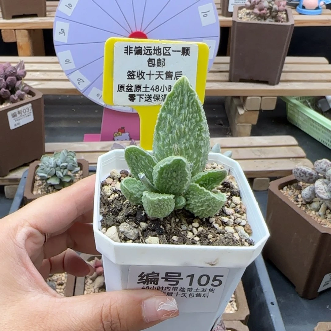105绿皮多肉植物