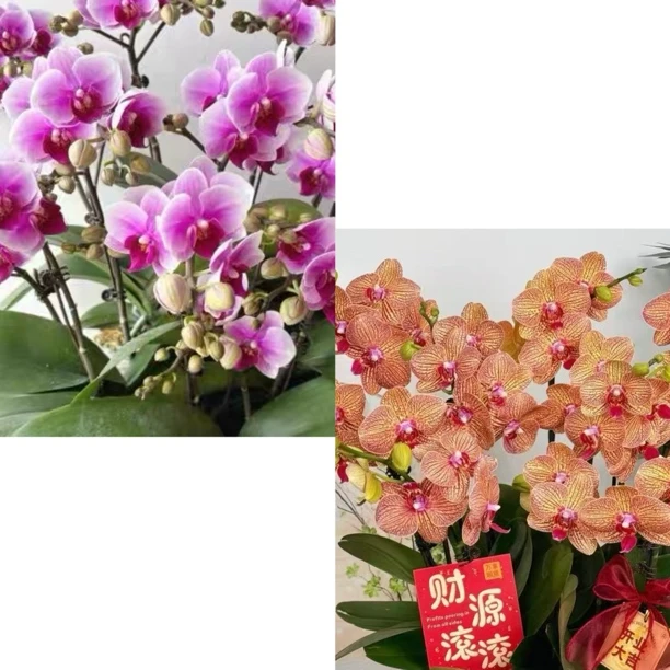 【新疆包邮】蝴蝶兰恭喜发财精品蝴蝶兰情人节新婚乔迁亲友