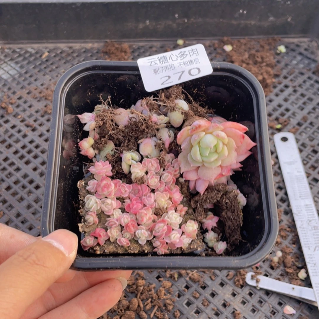 云糖心多肉植物270