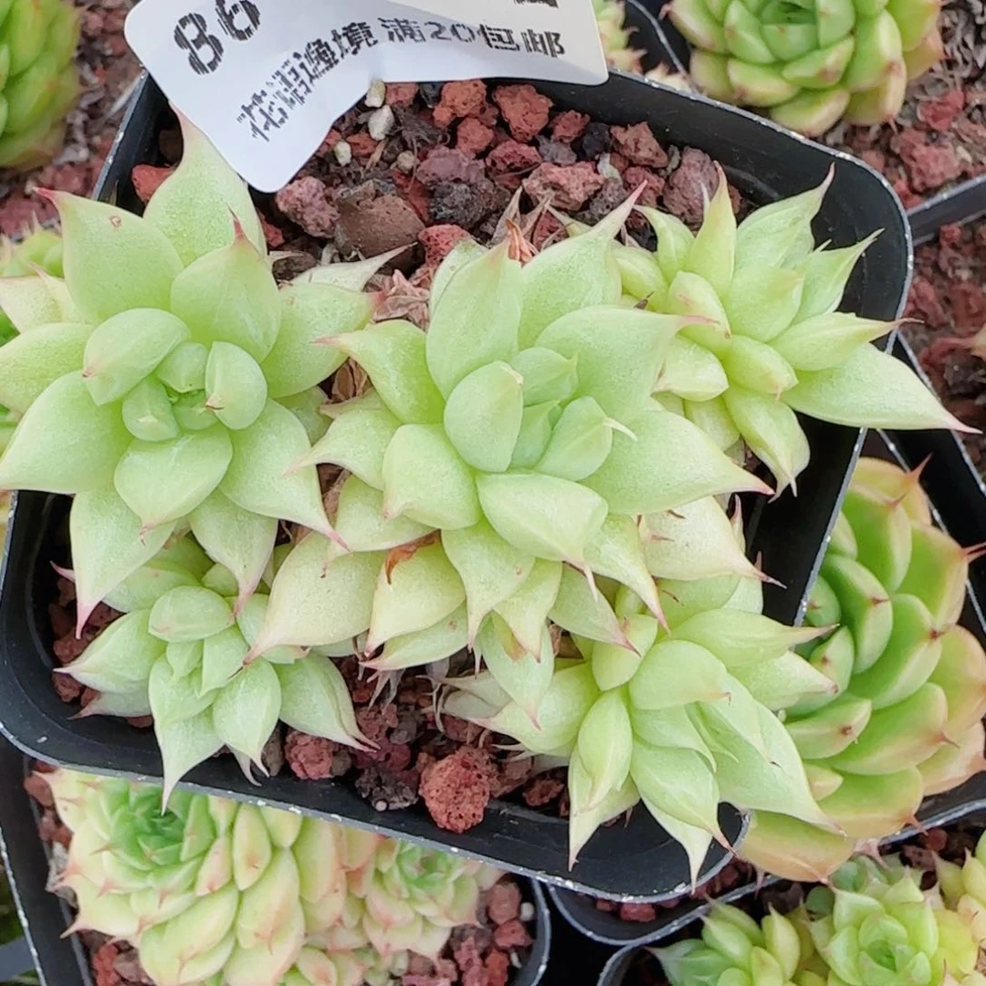 名*花语逸镜0601-86