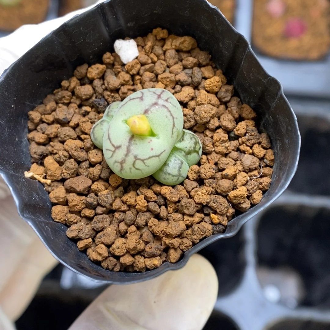 多肉植物肉锥杂交K-2755