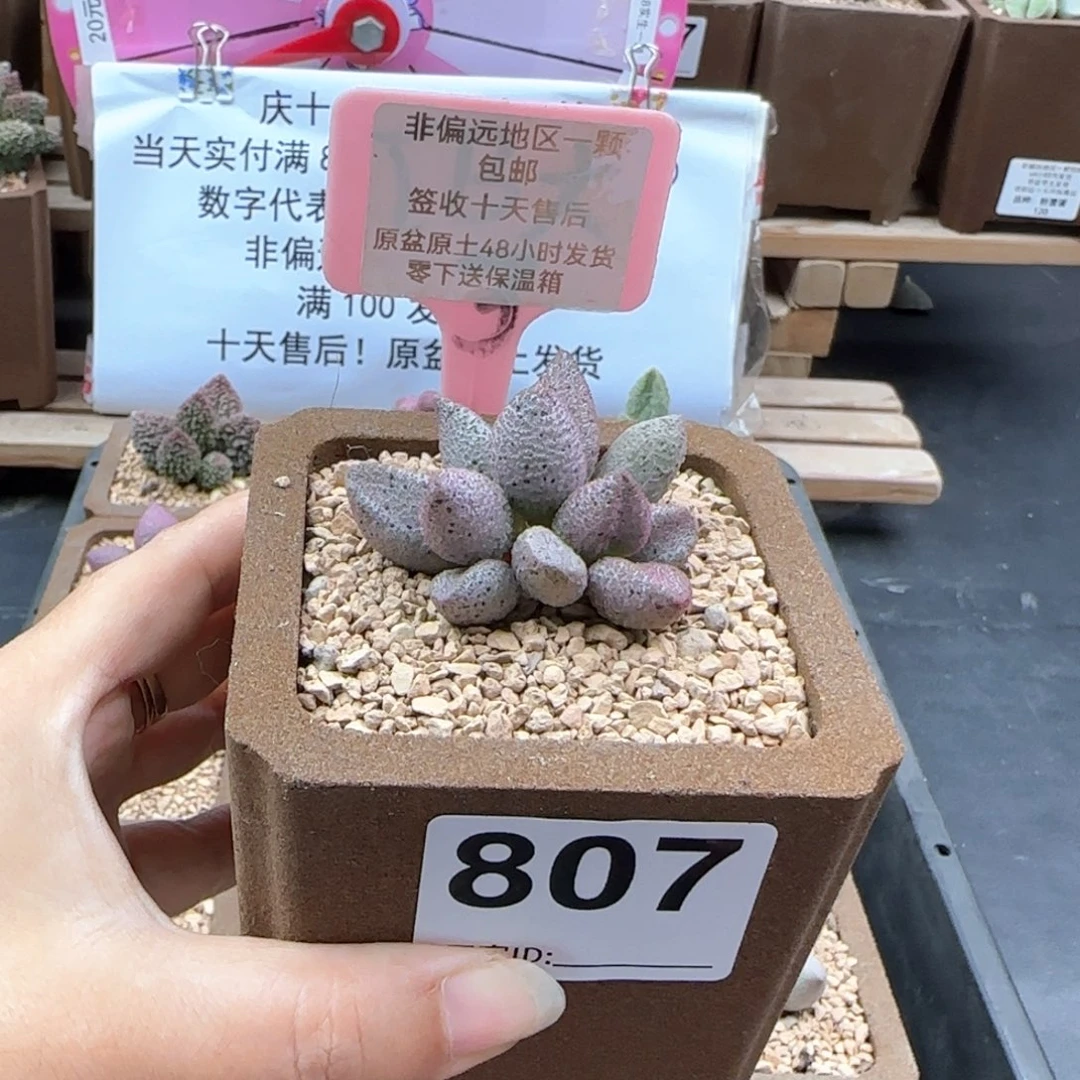 大**?807黑酱多肉植物