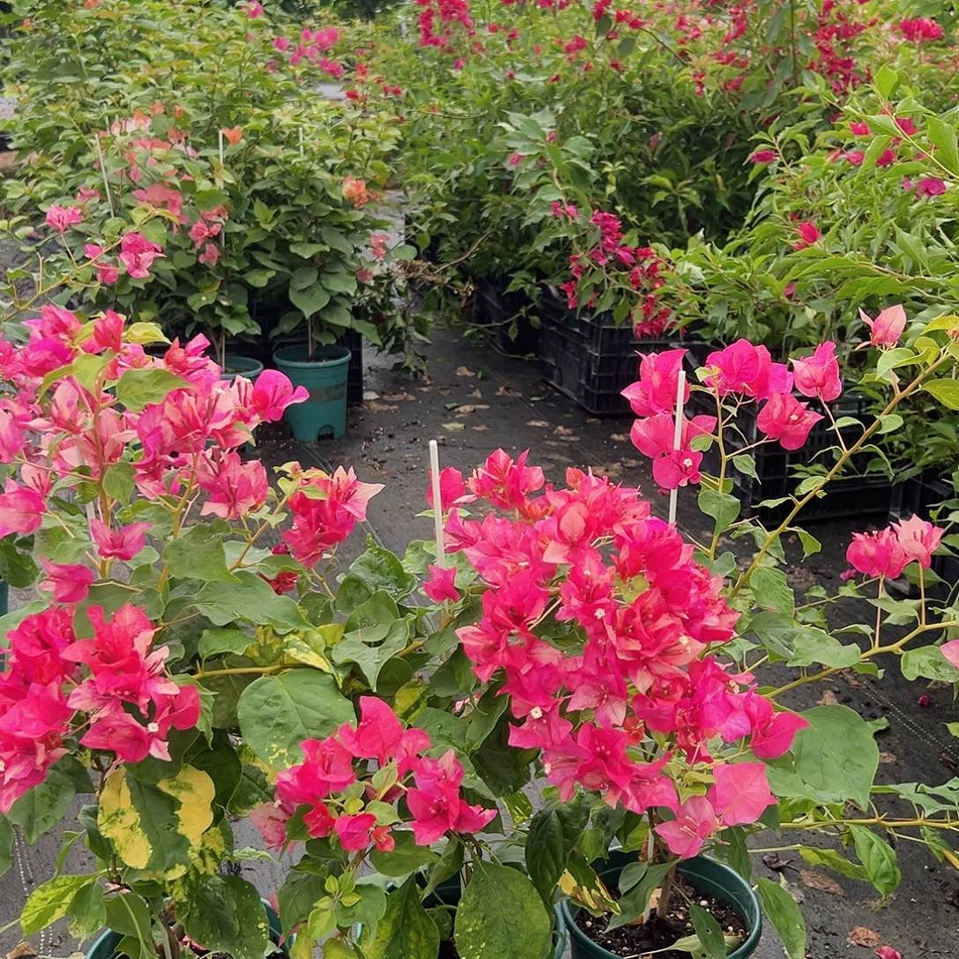 当前无花栽培后可以开花红九月一颗