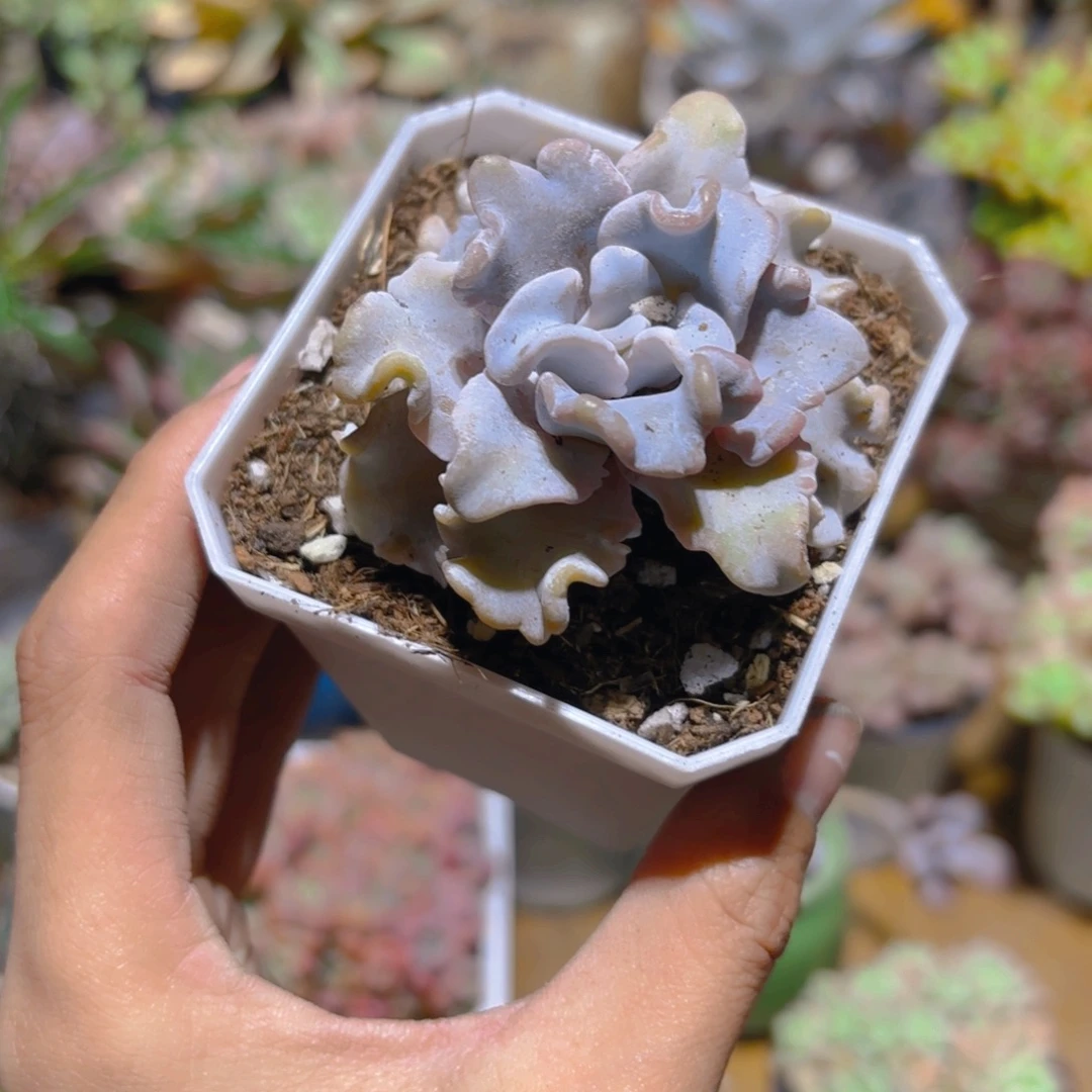 芭蕾舞者新疆包邮