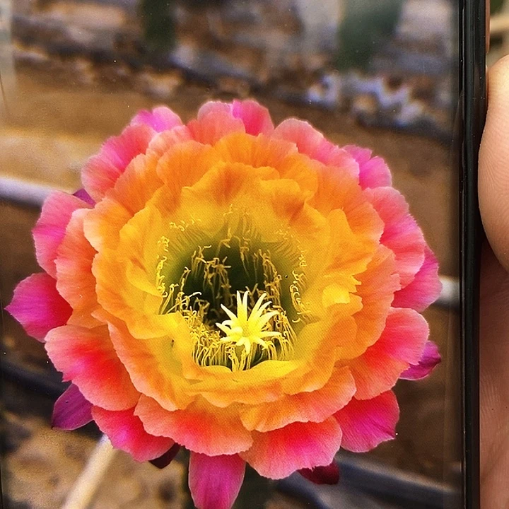 大满贯/侧芽歪20包邮/5公分左右