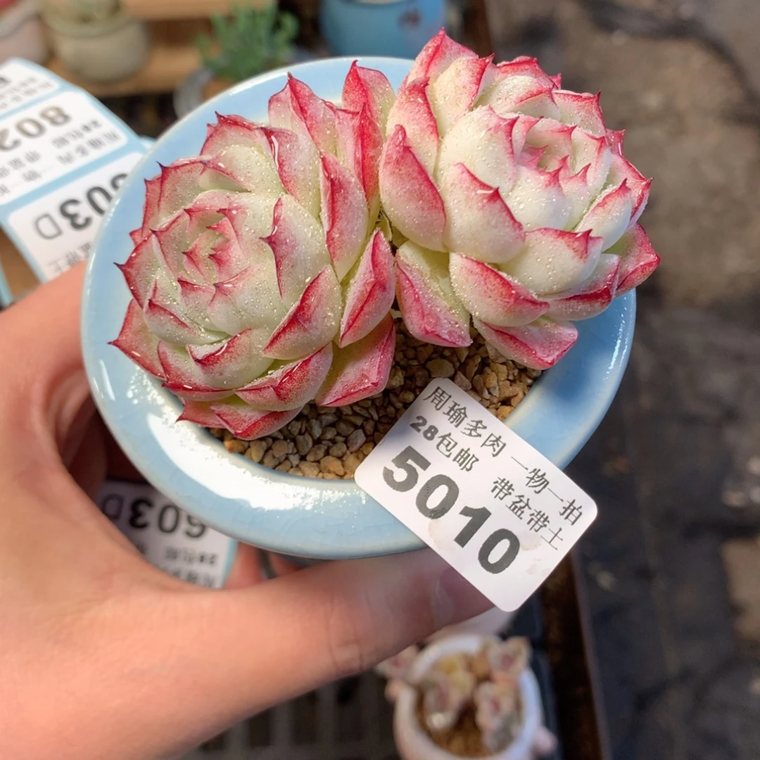 5厘米盆精控多肉5010