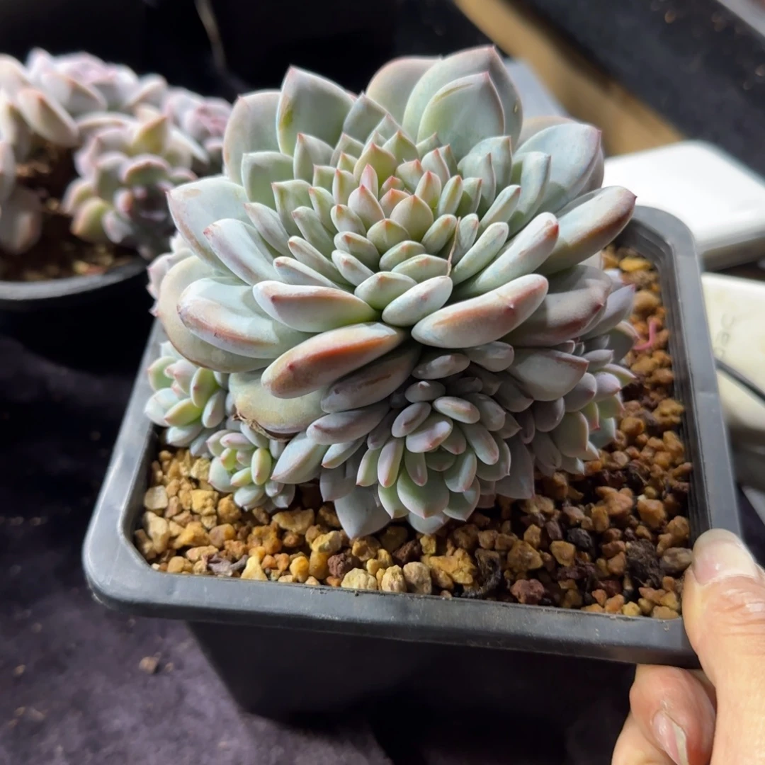 星星橙手捧9头一物一拍