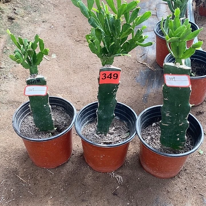 无花朵瑕疵苗349号新疆不包邮