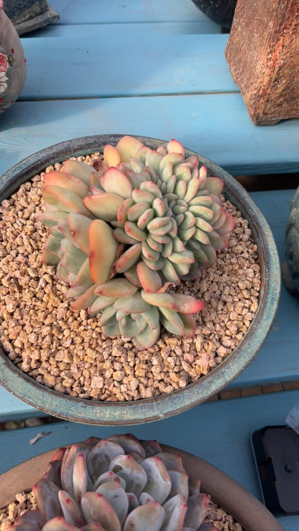 用户泡芙多肉专拍