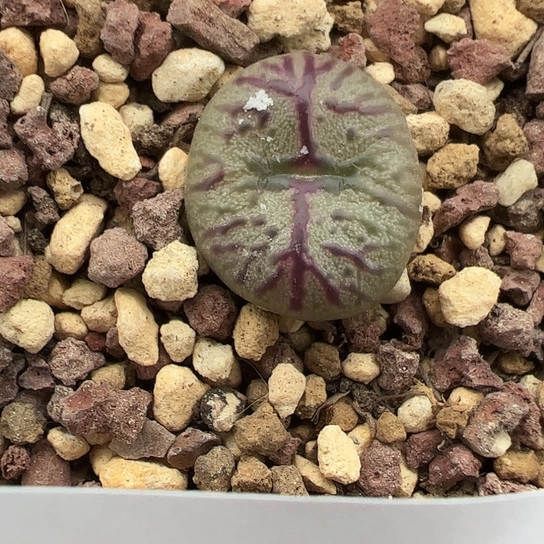 一物一拍脱土发雷神之锤杂交。923