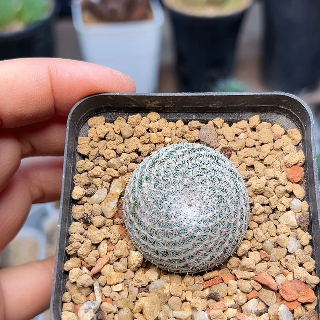 白卷丸实生球一颗