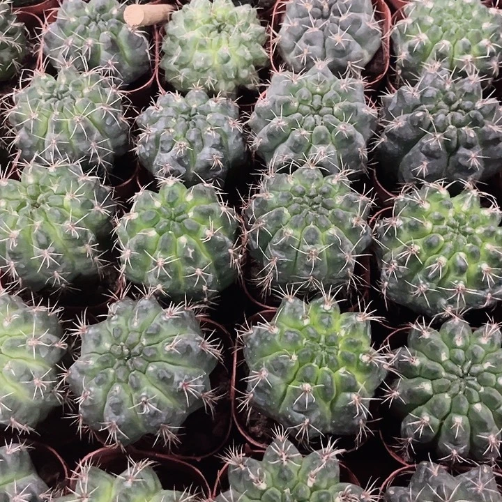 绯花玉开花机器6-7cn2颗