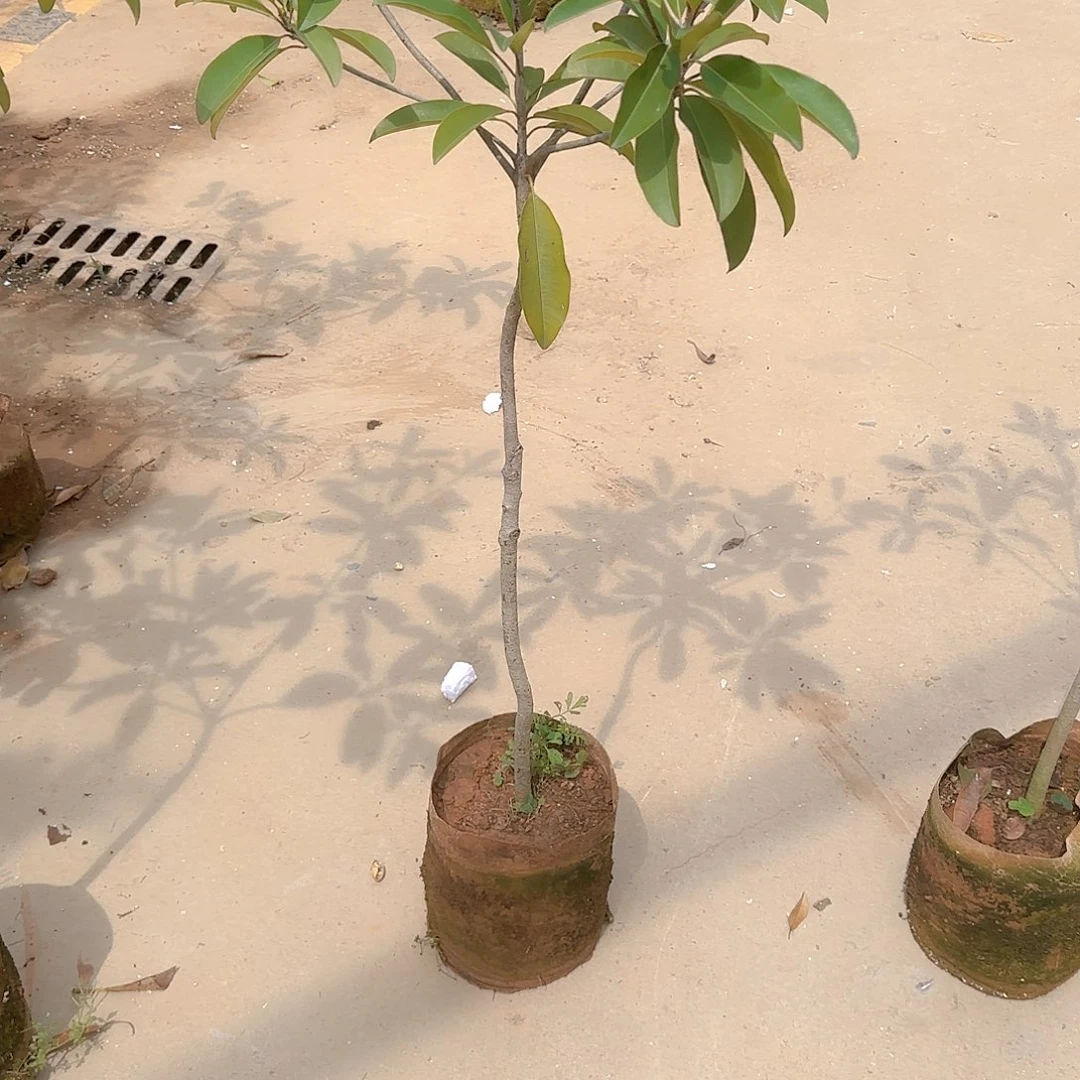 任*行果树111111111111