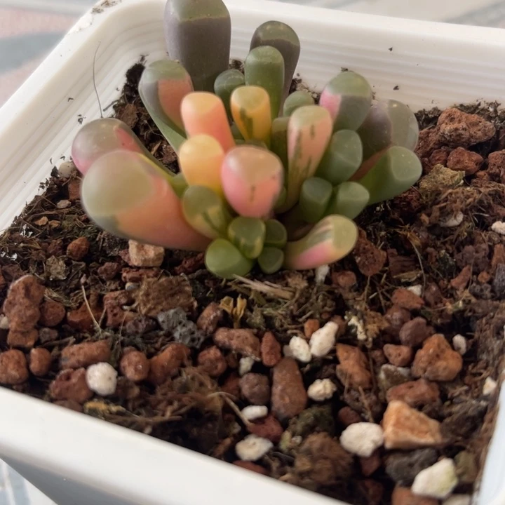 五十铃玉锦多肉植物