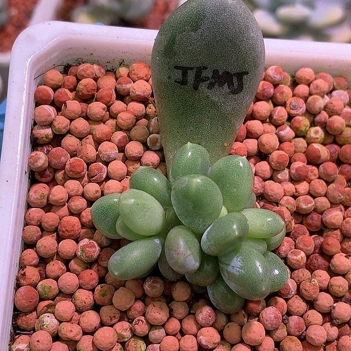 加菲猫锦多肉植物