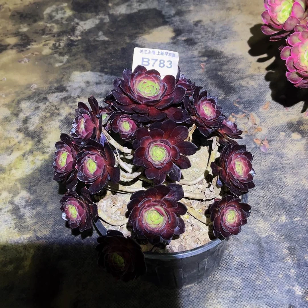 多肉783黑骑士法师