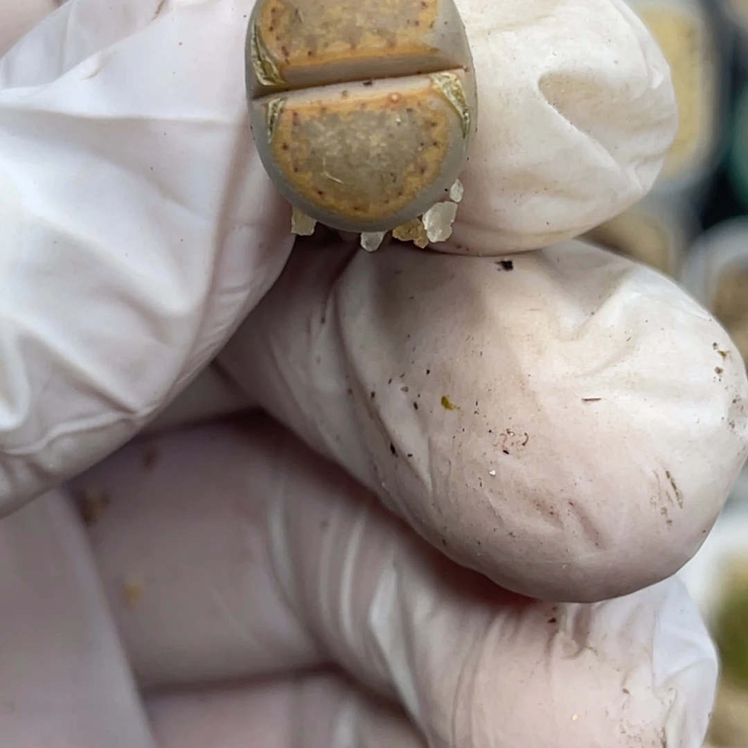 多肉植物一物一拍112