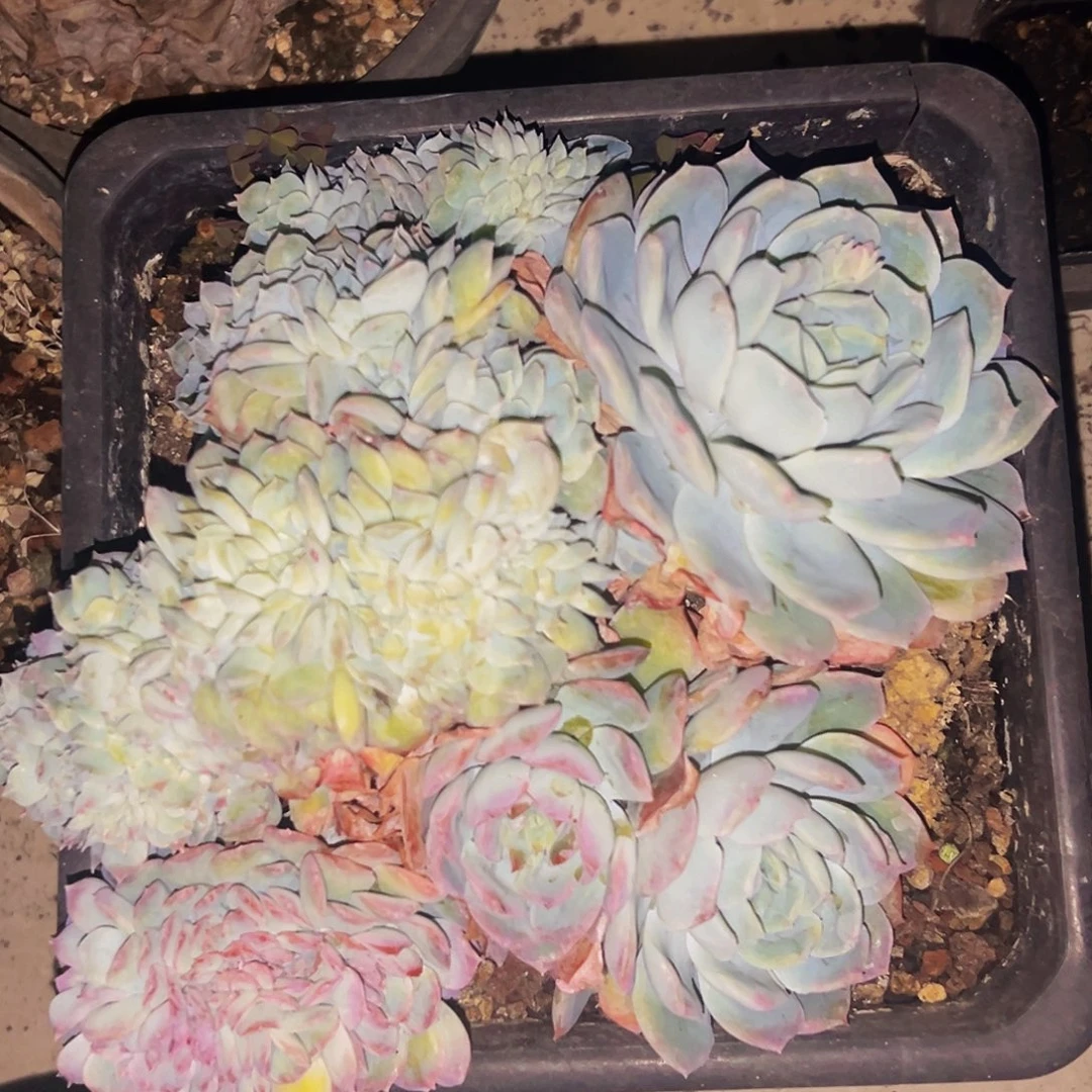 桔云多肉美人精品系列