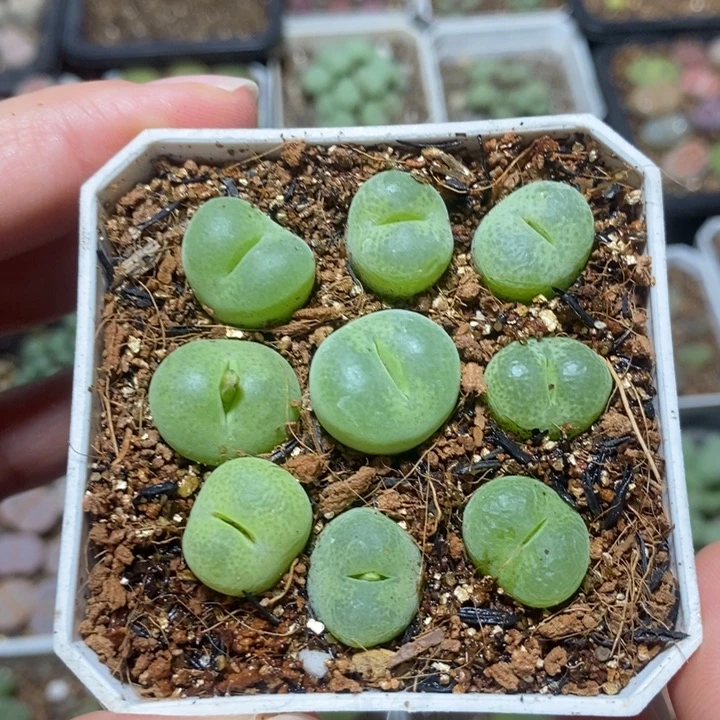 优选翠光玉特价秒