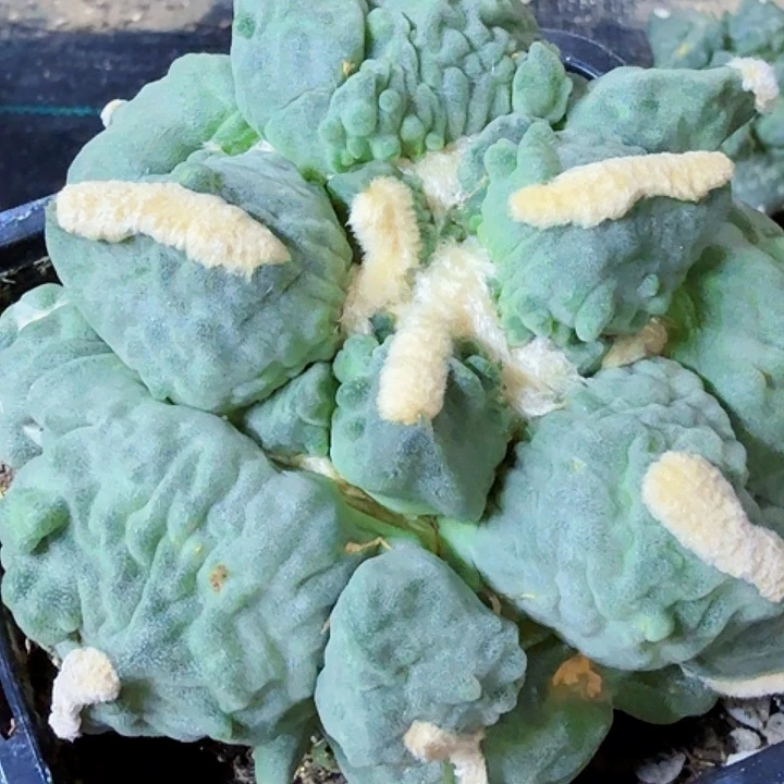 小***椒无花朵福利自根蛋怒530