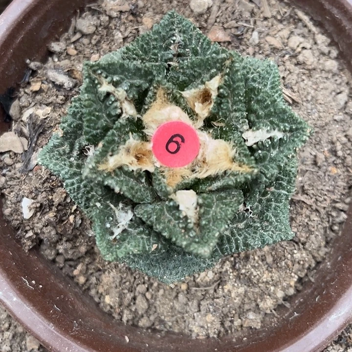 苗接落地有根辛顿