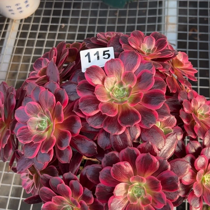 115白婚纱30厘米左右