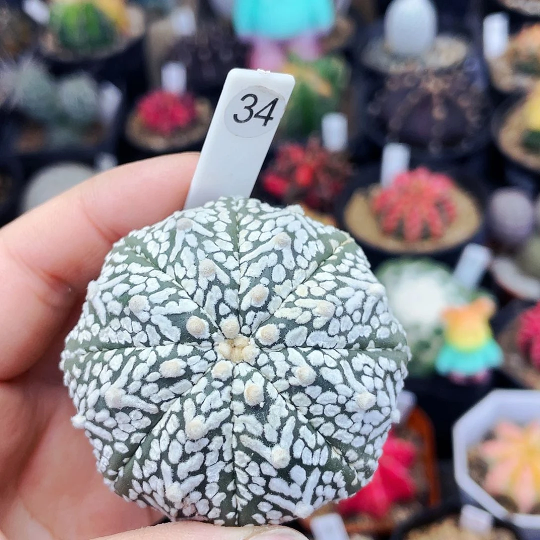 非偏远地区满25包邮仙人球