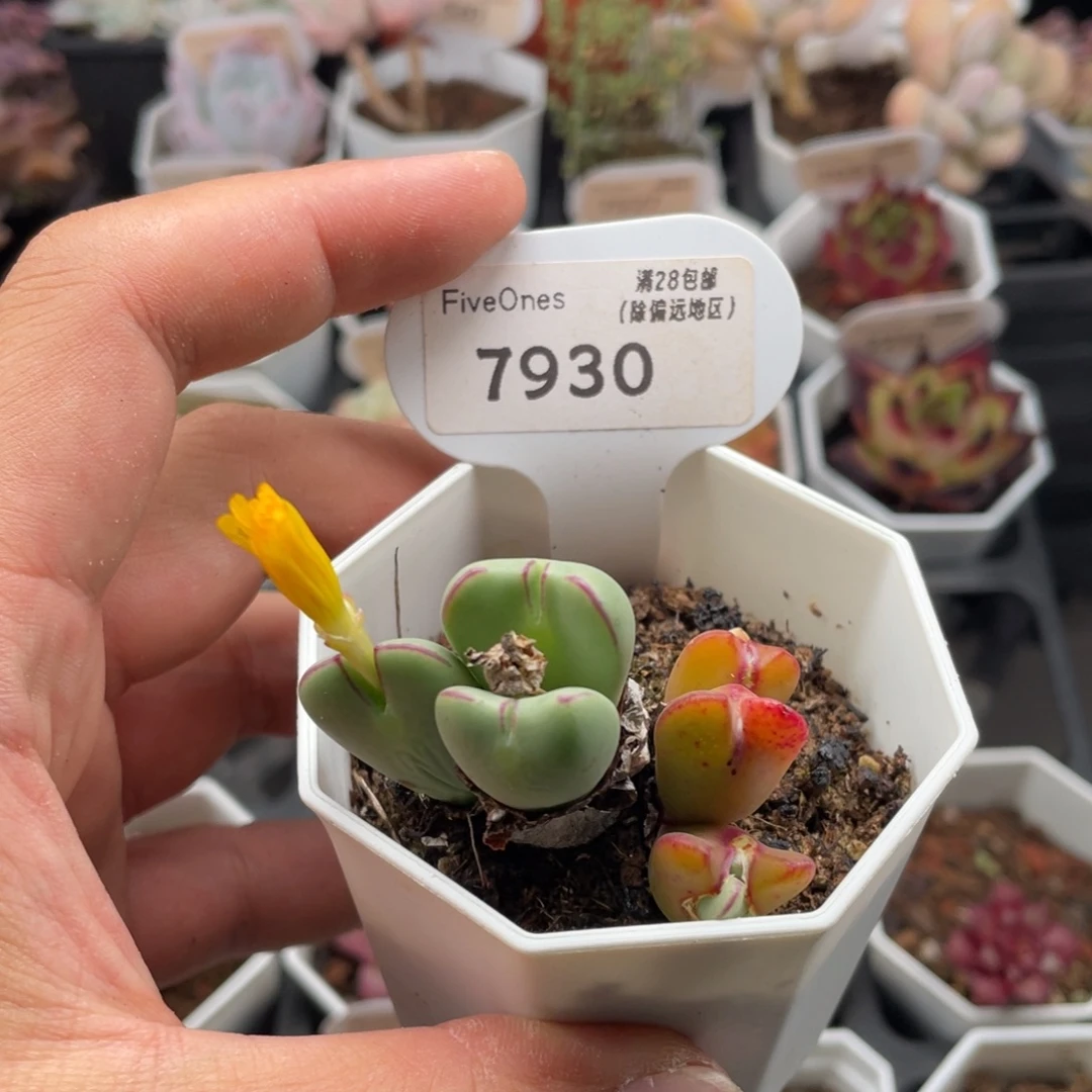 少将7930-5.0厘米